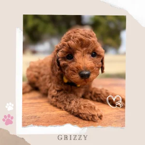Grizzy - 2nd Gen Toy Cavoodle